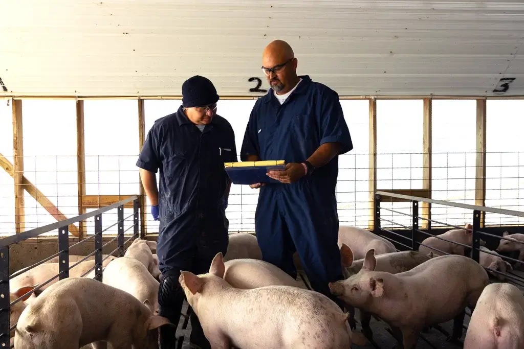 Two men observing pigs